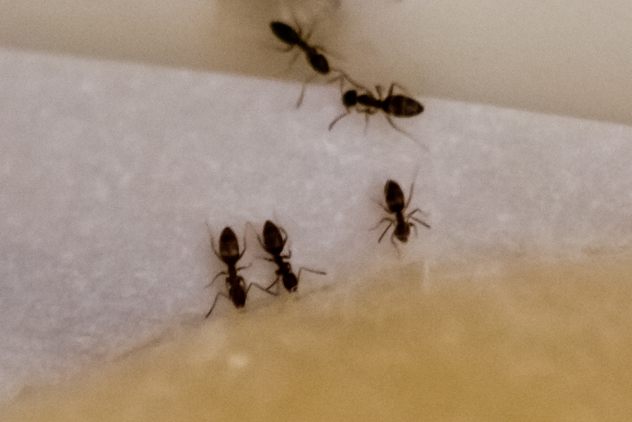 A few ants
